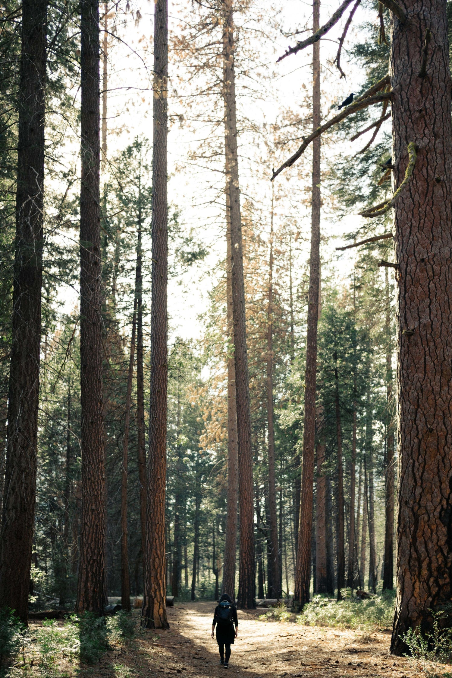 Ein Mensch läuft durch einen sonnigen Wald mit sehr hohen Bäumen.